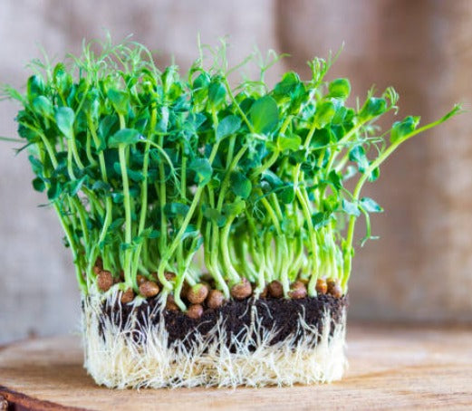 Pea Shoot MicroGreens
