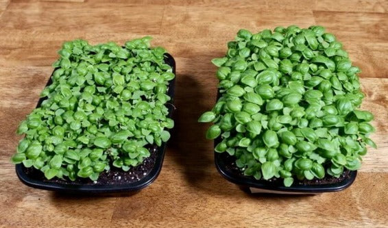 Basil MicroGreen