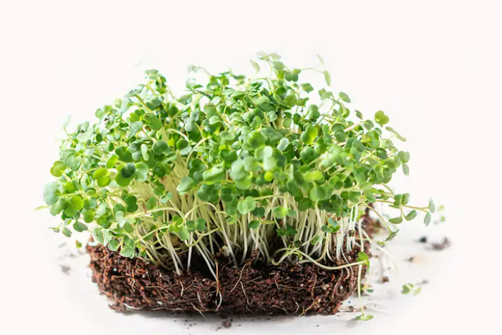 Mustard Microgreen