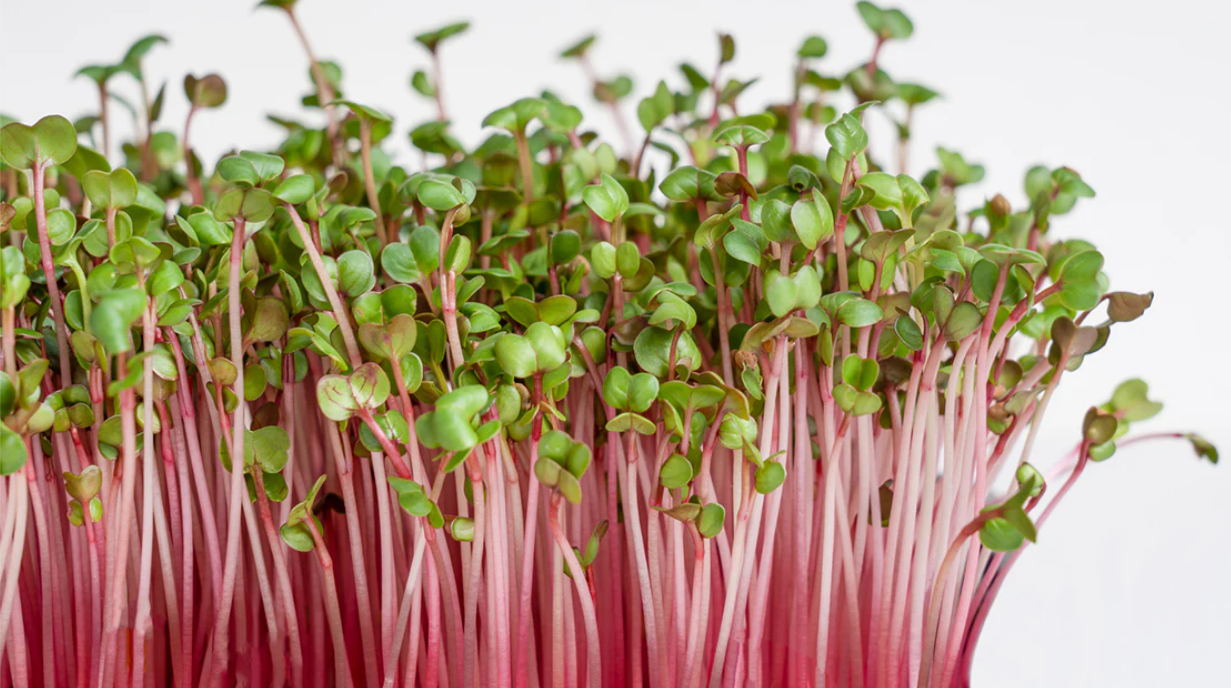 Radish Microgreens