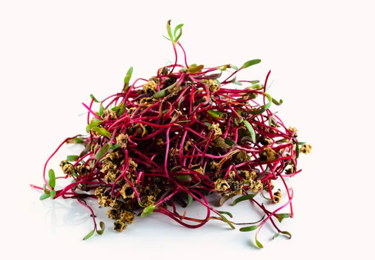 Beetroot Microgreens