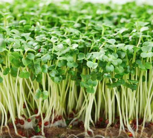 Broccoli Microgreen