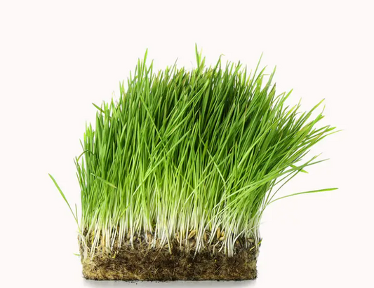 Wheatgrass